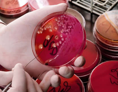 Un nuevo virus de la gripe aviar ataca a focas en EU, indica estudio