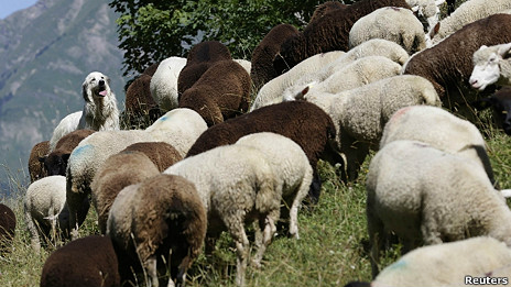 Ovejas avisarán si hay lobos cerca con mensajes de texto