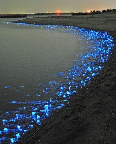 Calamares luciérnaga arribando a Toyama, costa de Japón
