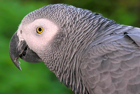 Los loros son tan listos como los niños de tres años