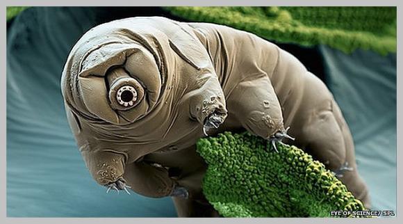 TARDÍGRADOS - Animales Extremos