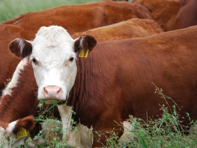 Científicos Argentinos desarrollan un método para identificar la “huella dactilar” de nuestras carnes