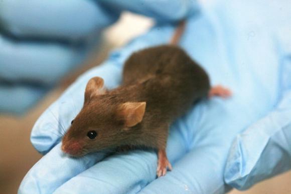 El CNIO prueba en ratones una terapia que evita el crecimiento del cáncer de pulmón
