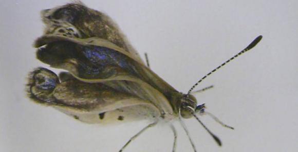 La radiactividad de Fukushima provoca graves malformaciones en insectos