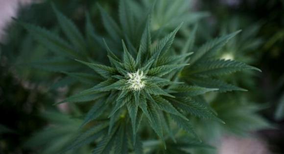 Científicos comprueban daños cerebrales por consumo de marihuana