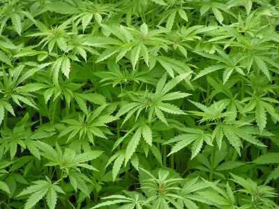 Advierten contra el extendido mito de que la marihuana es inocua.