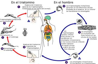Investigadores Argentinos desarrollan nuevo método para diagnosticar el Chagas