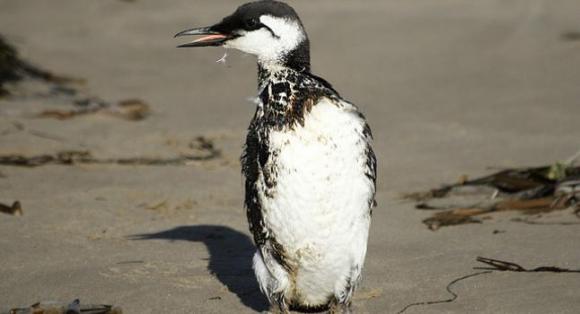 Chocolate, crema y manteca de maní dispersan al instante el petróleo