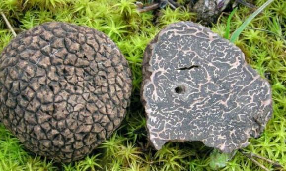 Diez cosas que hay que saber sobre las trufas negras