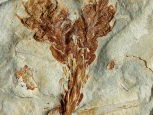 Investigadores Argentinos descubren en Chubut los cipreses más primitivos del mundo