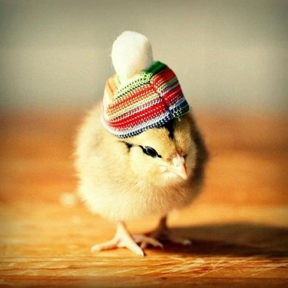¿Ya ha visto a los pollitos con sombreros?