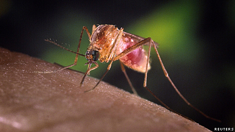 El virus del Nilo se propaga en EE.UU. por el cambio climático