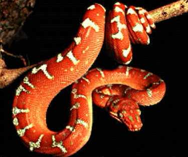 ¿Por qué los países más calurosos tienen más animales y plantas venenosas?