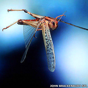 ¿Por qué no se rompen las alas de los insectos?