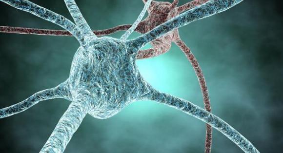 Sorprendente video muestra el movimiento de las proteínas en una neurona