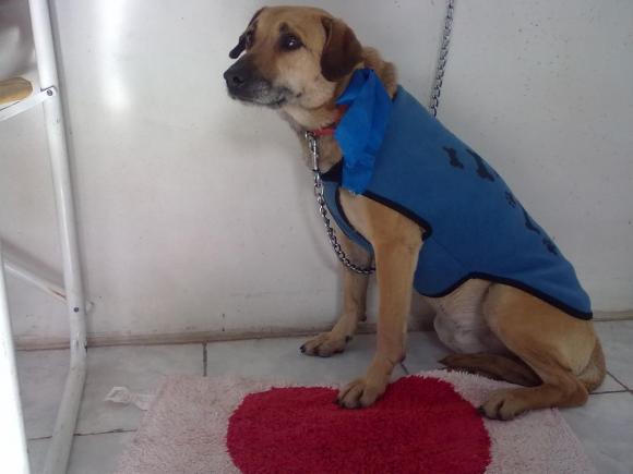 COCO necesita un hogar urgente!!!