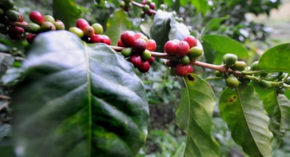 Granos de café molido adsorbe metales pesados del agua