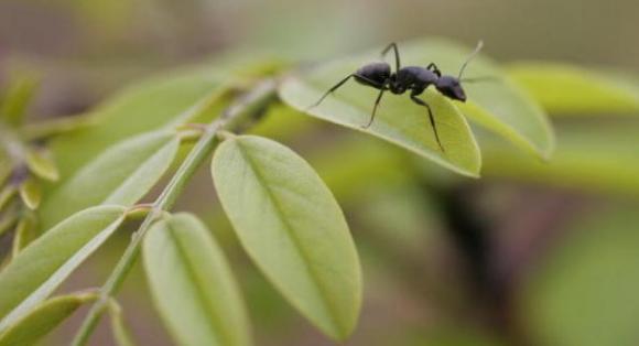 El cambio climático modifica la vida de las hormigas negras observan en Argentina