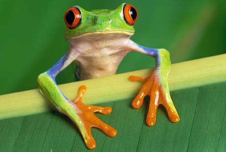 Para dar el salto del agua a la tierra los anfibios aumentaron el tamaño de los huevos