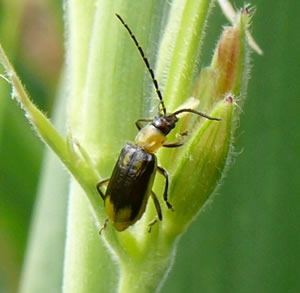 Investigadores Argentinos y de la Universidad de Illinois encontraron el punto débil del insecto que es plaga‏ en los E.E.U.U.