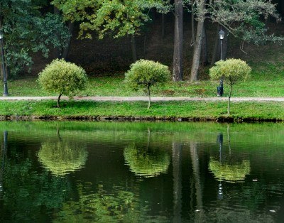 Tres pequeños árboles.