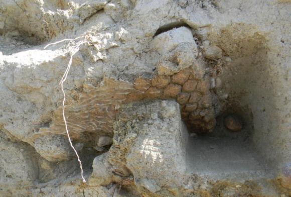 Descubren cientos de huesos de animales prehistóricos en México