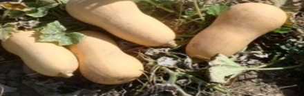 Investigadores Argentinos del INTA desarrollan una nueva variedad de zapallo con mayor resistencia a enfermedades