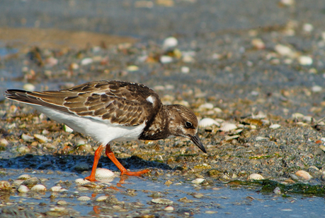 El cambio climático puede aumentar la gripe aviar