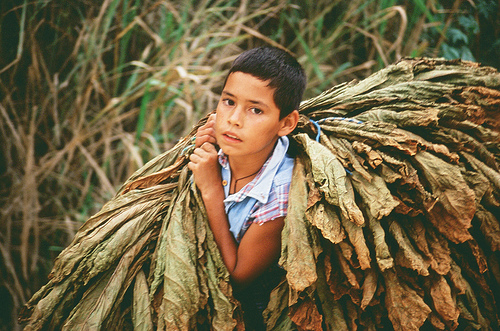 Un vídeo destapa la explotación infantil tras la industria del tabaco