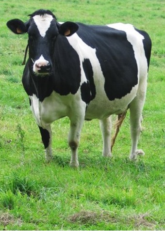 Investigadores Argentinos desarrollan una vacuna contra la mastitis en vacas