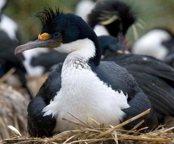 Científicos Argentinos lograron filmar por primera vez la rápida inmersión hasta el fondo marino de un cormorán imperial