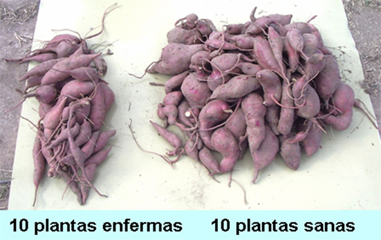 Investigadores Argentinos secuencian el genoma completo de un virus que ataca a la batata