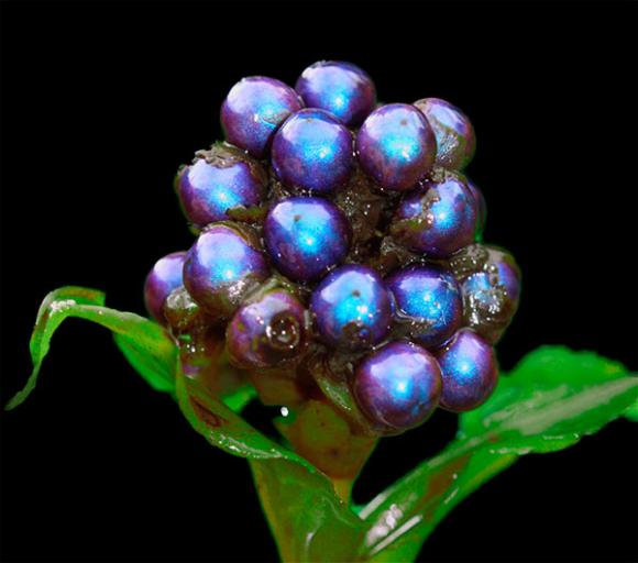 Esta es la planta más brillante del mundo