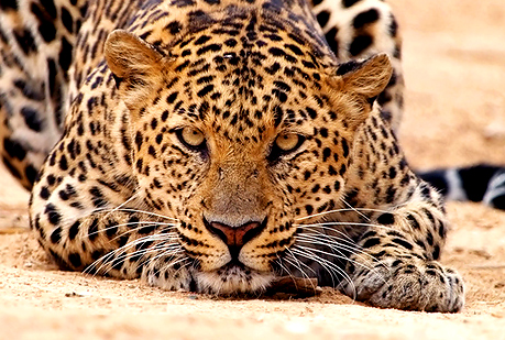 ¿Cuánto ocupan todas las áreas naturales protegidas del mundo?