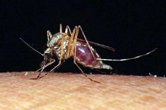 Aumentan 32% las muertes por el virus del Nilo en una semana en EU