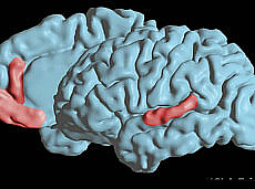 Descubren dónde nacen las vocales