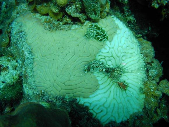 Corales vivos del Caribe disminuyen a un ocho por ciento