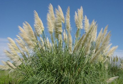 Científicos Argentinos ayudan a un país de Oceanía a combatir una plaga botánica