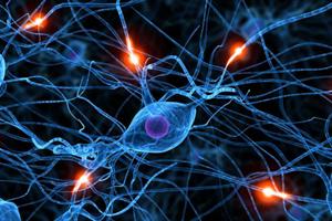 Científico Argentino logró cartografiar con mucha precisión cómo el aislamiento social daña el cerebro