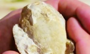 Investigadores Argentinos hallan fósiles que confirman la separación de la Patagonia de América