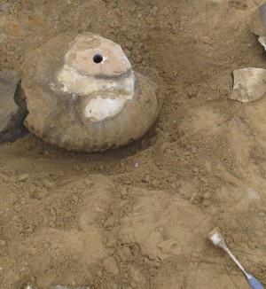 Extinción de dinosaurios siguió a una gran desaparición del fondo oceánico