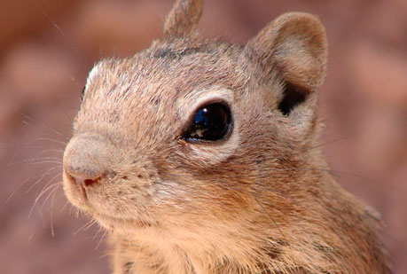 ¿Es verdad que los lemmings protagonizan suicidios colectivos?