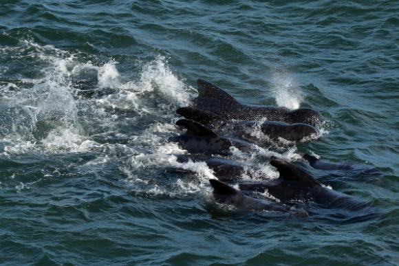 Peligran ballenas que migran por costas de Australia
