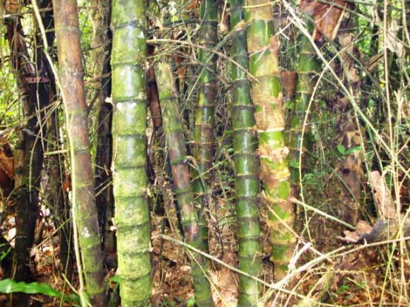 Proponen bambú nativo del Amazonas como alternativa sostenible a la madera.