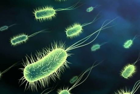 Un experimento para `ver´ la evolución a cámara rápida