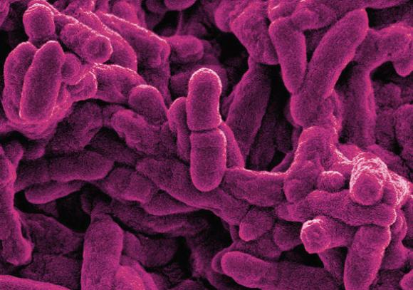 Investigadores Argentinos de la UBA hallan microbios que producen plásticos biodegradables