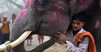 Elefantes obesos se ponen a dieta en la India