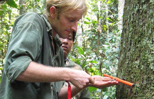 Observan 100 años de lluvias en los anillos del cedro amazónico en Bolivia