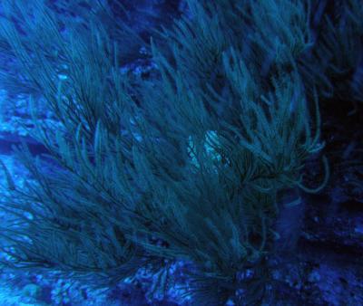 Resistencia de los arrecifes coralinos al estrés medioambiental