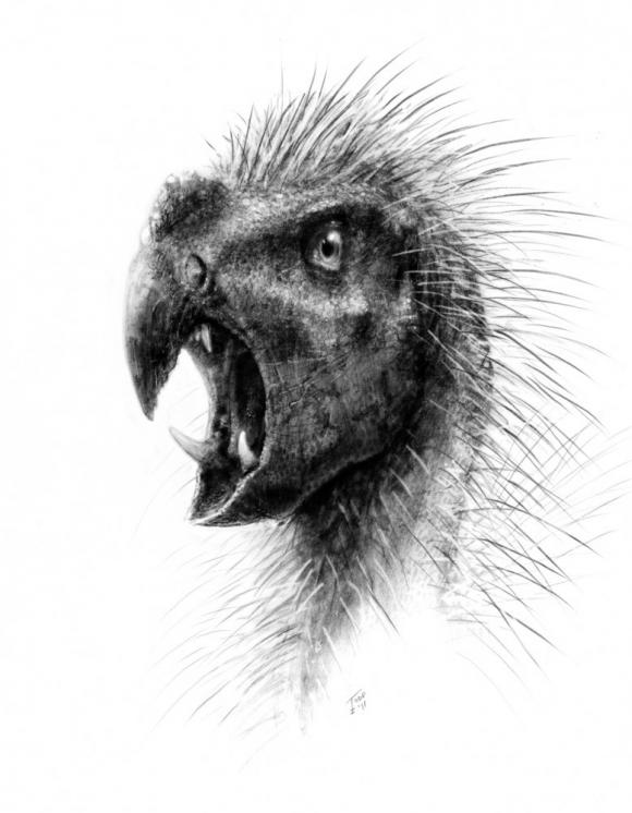 Dinosaurio enano era vegetariano